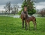 Picture of MARE AND FOAL 2