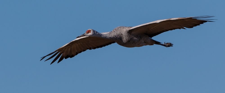 Picture of SANDHILL CRANE IN FLIGHT