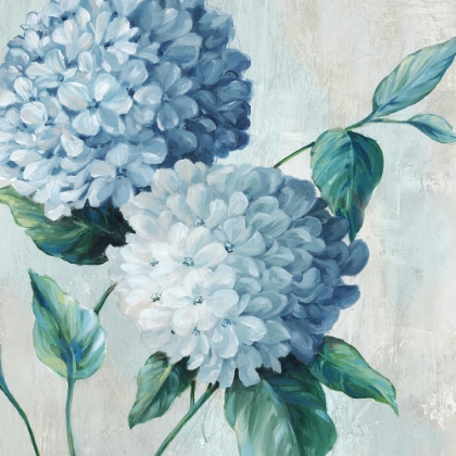 Picture of BLUE HYDRANGEA BLOOMS II