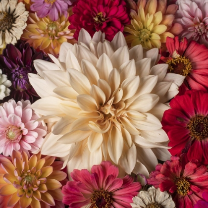 Picture of DAHLIA DREAM SCAPE  II