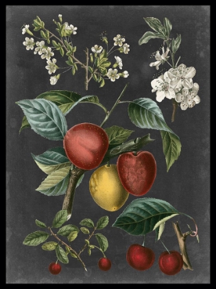 Picture of ORCHARD VARIETIES III