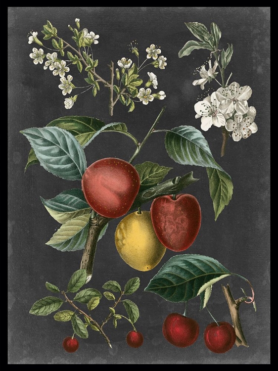 Picture of ORCHARD VARIETIES III