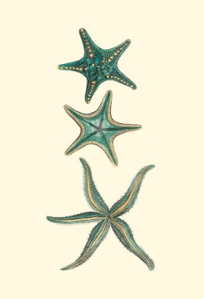 Picture of CUSTOM AQUAMARINE STARFISH I