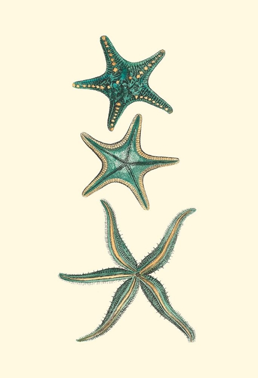 Picture of CUSTOM AQUAMARINE STARFISH I