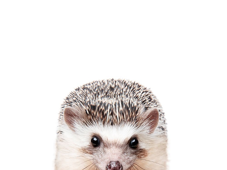 Picture of PEEKING HEDGEHOG