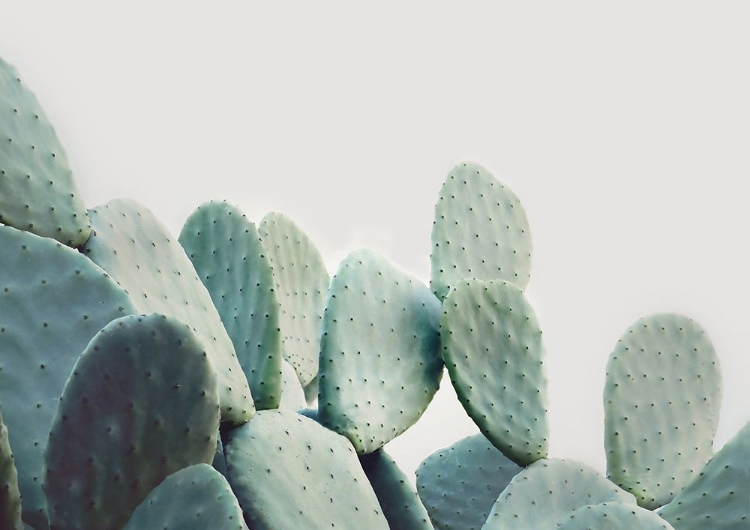 Picture of PASTEL CACTUS