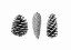 Picture of PINE CONE STUDY