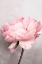 Picture of PEONY