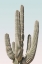 Picture of SAGUARO