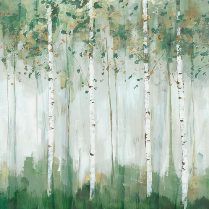 Picture of GREEN BIRCH FOREST