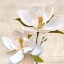 Picture of IVORY MAGNOLIA_II