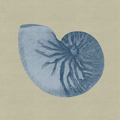 Picture of CHAMBRAY SHELLS II