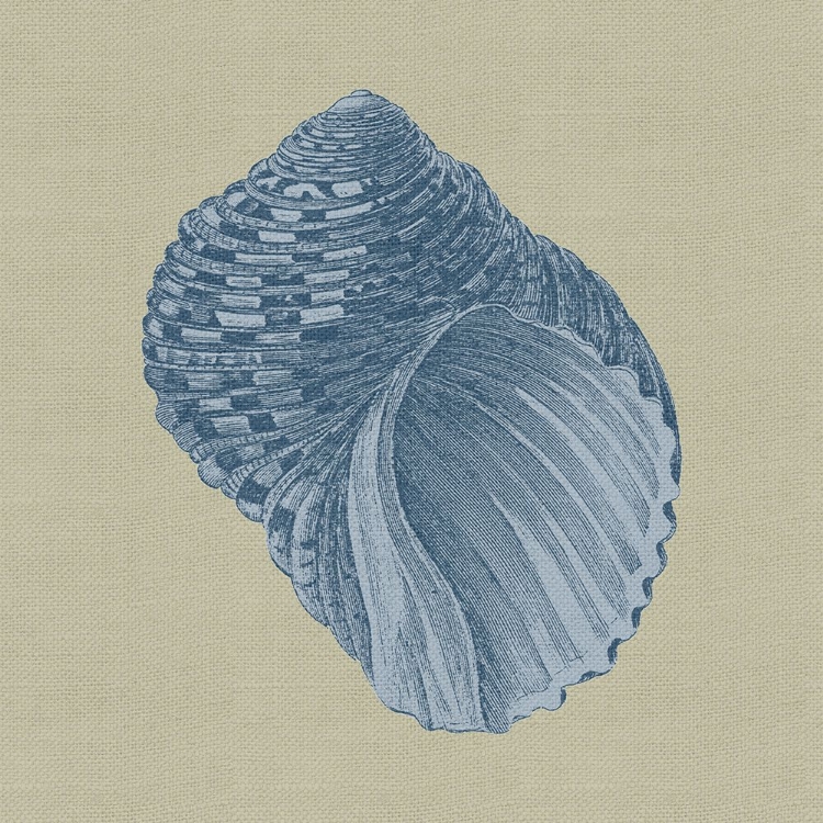 Picture of CHAMBRAY SHELLS III