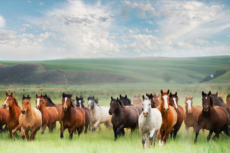 Picture of HORSE STAMPEDE