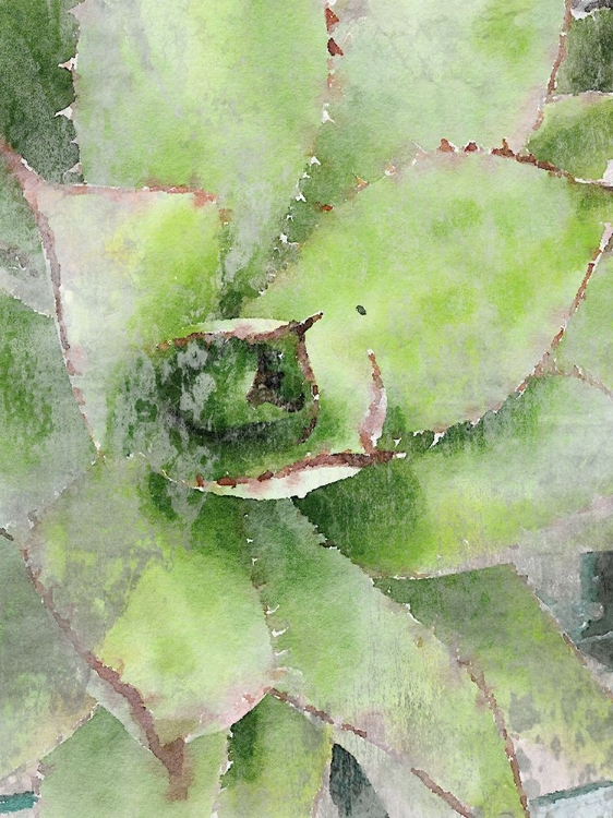 Picture of RUSTIC GREEN SUCCULENT 