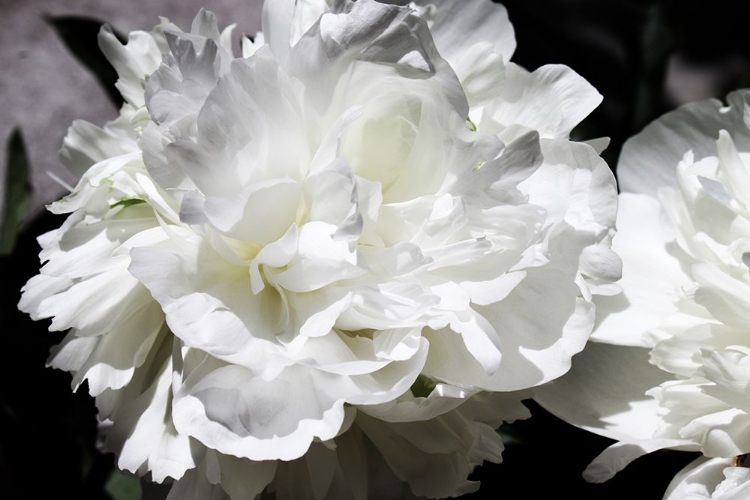 Picture of WHITE PEONY I 