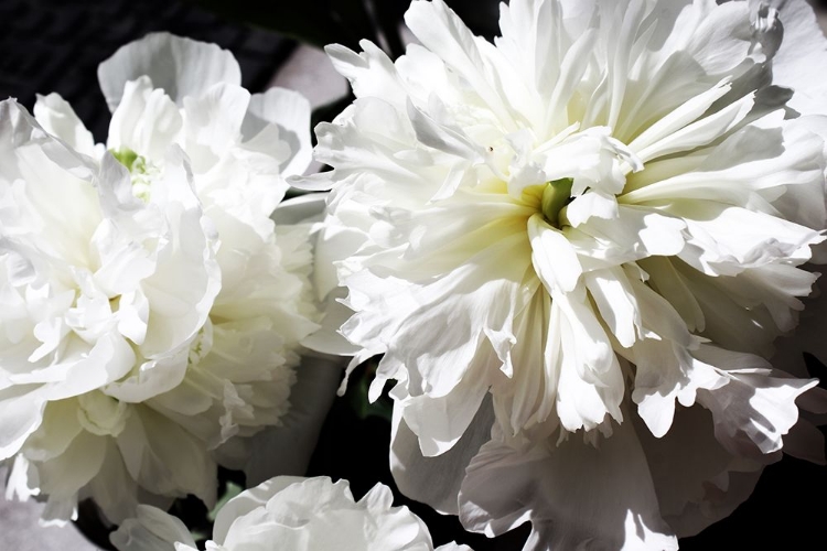 Picture of WHITE PEONY II 