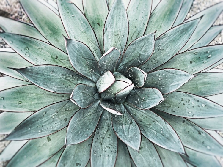 Picture of STUNNING AGAVE I