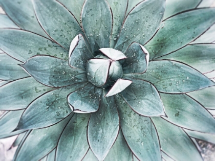 Picture of STUNNING AGAVE II