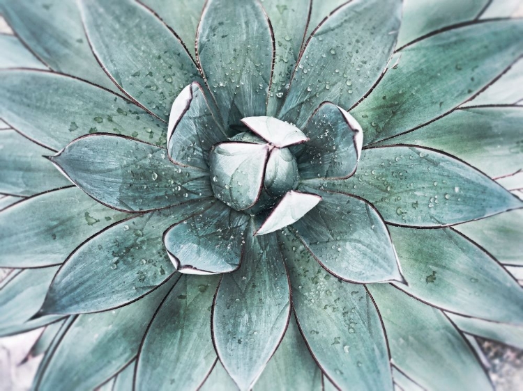 Picture of STUNNING AGAVE II