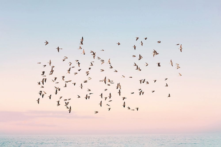 Picture of SUNSET FLIGHT