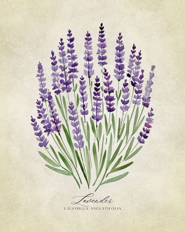 Picture of LAVENDER VINTAGE