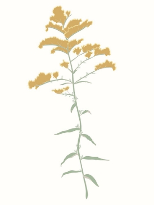 Picture of WILDFLOWER GOLDENROD