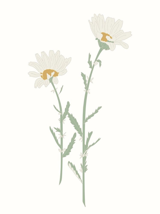 Picture of WILDFLOWER OXEYE DAISY