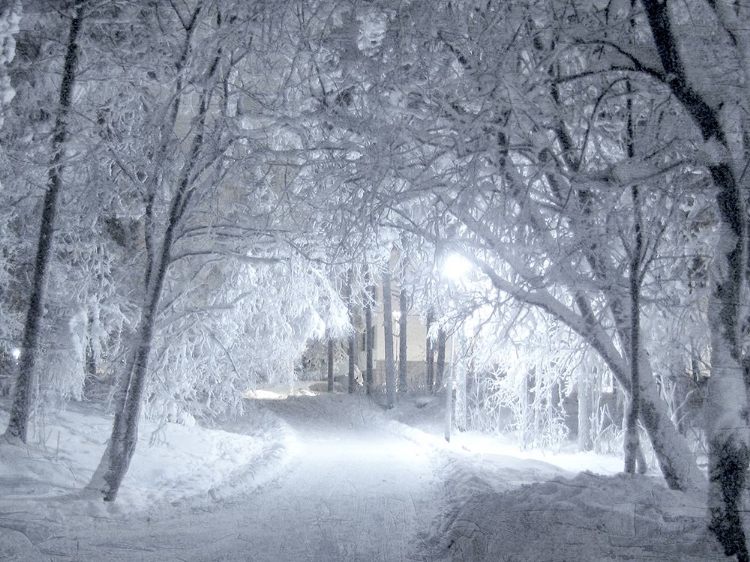 Picture of WINTER PATH