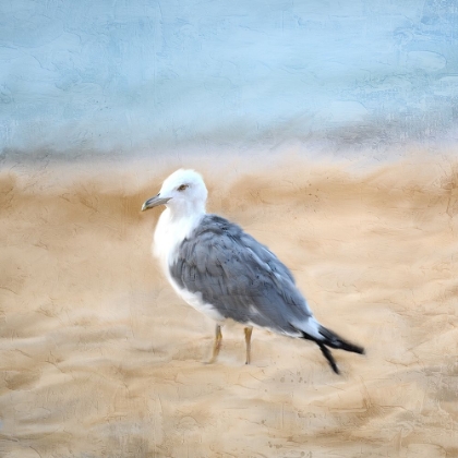 Picture of SEAGULL