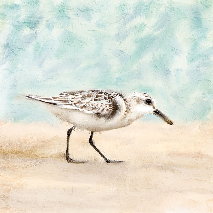 Picture of SANDPIPER WALK 1