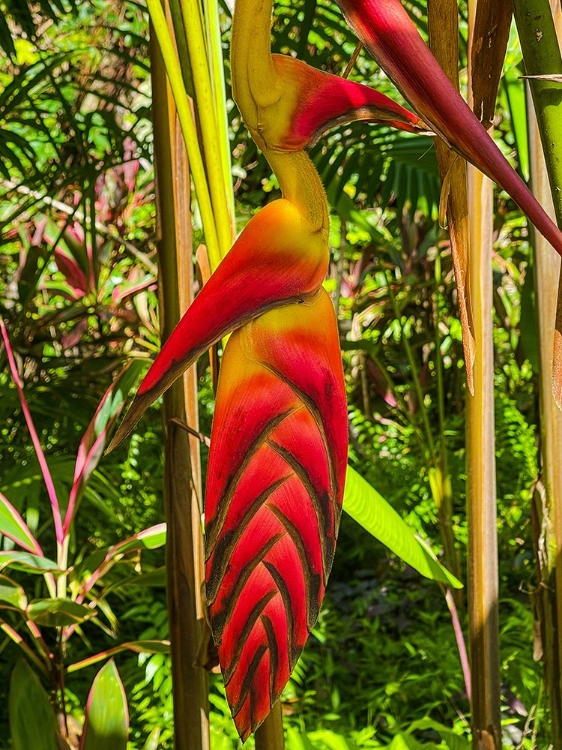 Picture of TROPICAL BROMELIAD BIRD