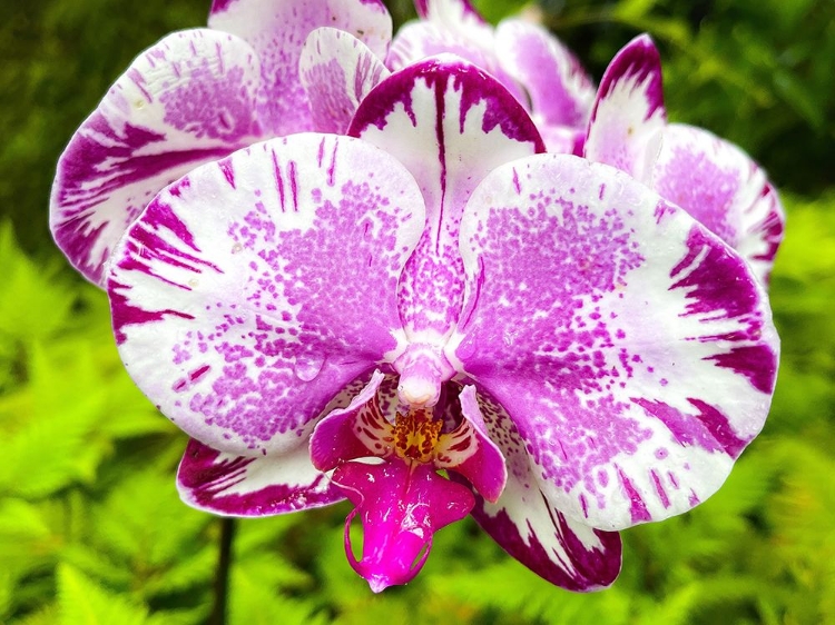 Picture of DAPPLED ORCHID IN MAGENTA