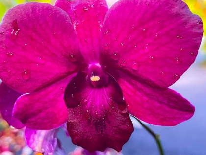 Picture of ORCHID DAZE