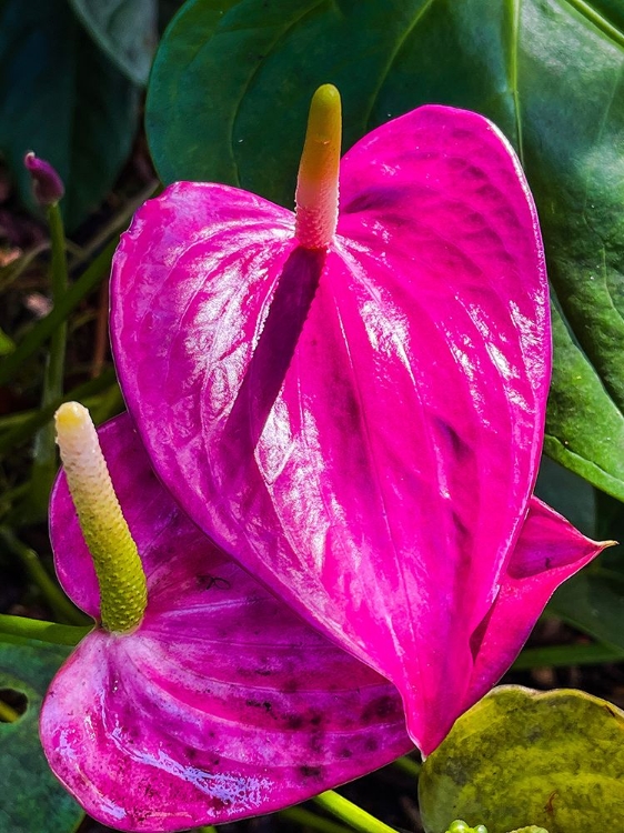 Picture of HEARTFELT ANTHURIUM