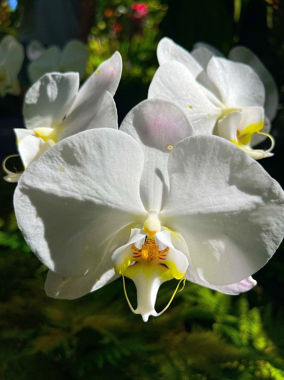 Picture of ORCHID PEACE IN WHITE