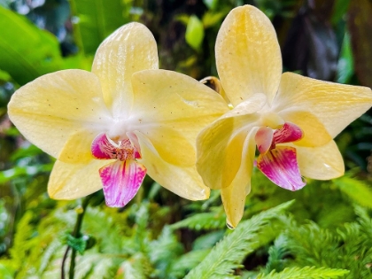 Picture of ORCHID PEACE IN YELLOW