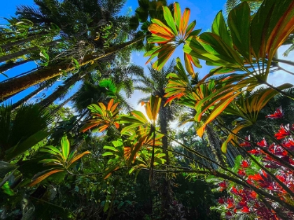 Picture of TROPICAL UNDERSTORY