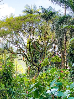 Picture of BOTANICAL JUNGLESCAPE