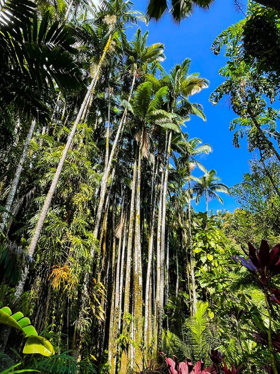 Picture of REACHING PALMS