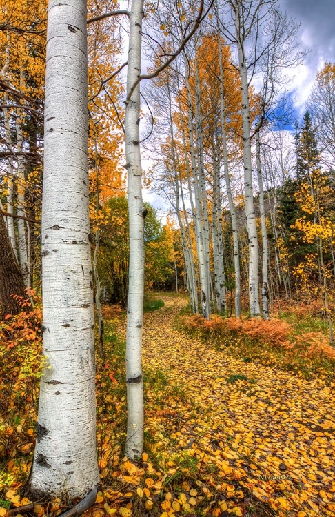 Picture of AUTUMN STROLL