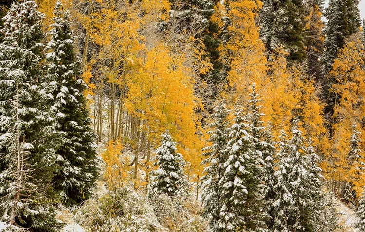 Picture of AUTUMN WONDERLAND AT RABBIT EARS PASS