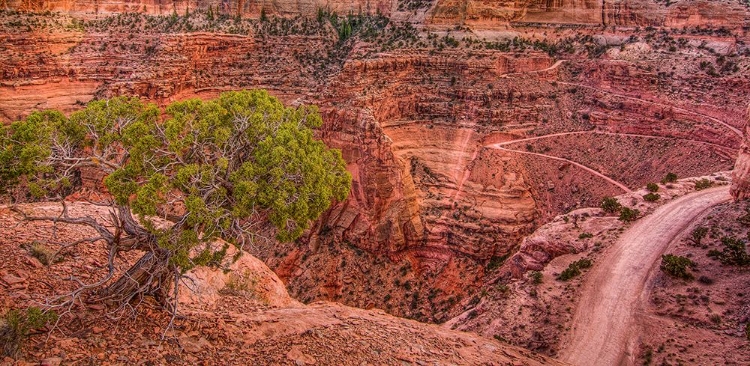 Picture of DESERT CONTRAST