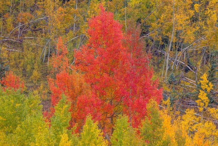 Picture of A DAZZLING DISPLAY OF COLOR