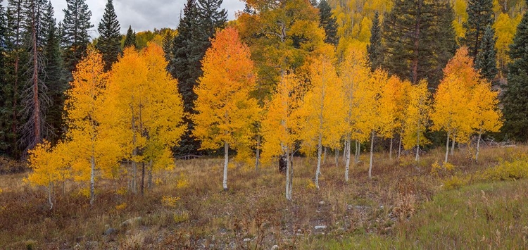 Picture of AN ASPEN AUTUMN