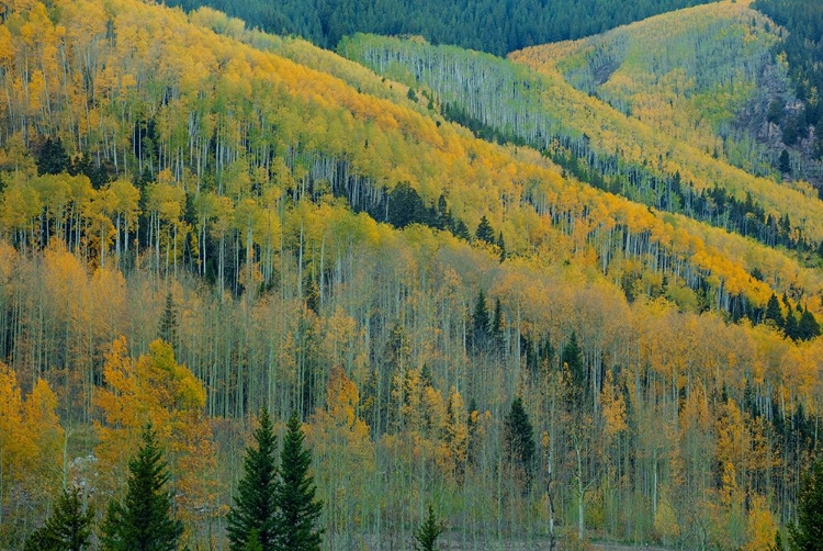 Picture of ASPEN ESCALATORS