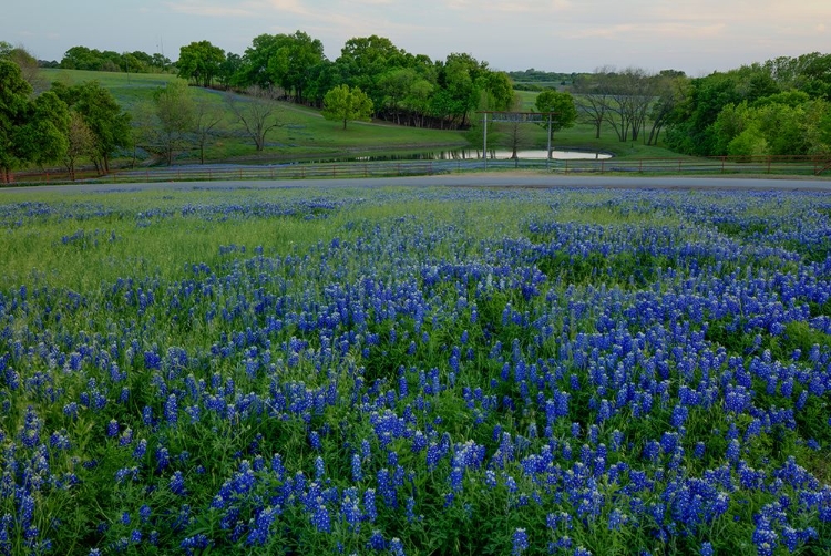 Picture of BLUEBONNETS AT THE SUGAR RIDGE RANCH