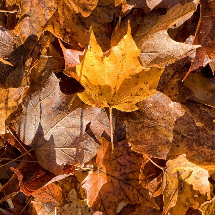 Picture of YELLOW LEAF