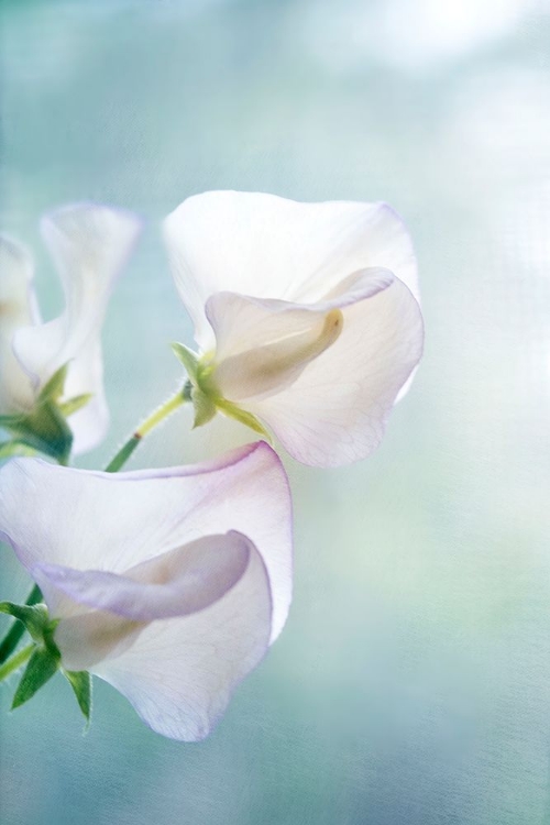 Picture of SWEET PEA DREAM