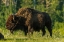 Picture of CANADA- MANITOBA- RIDING MOUNTAIN NATIONAL PARK. PLAINS BISON ADULT STANDING IN GRASS.